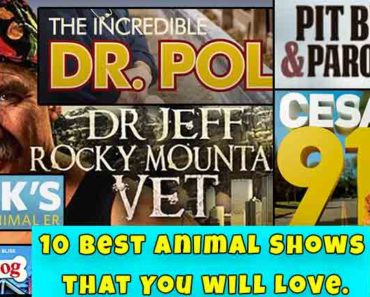 10 Best Animal Shows that You will Love.