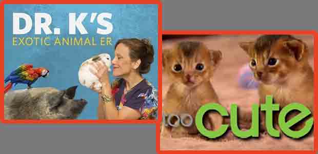 Too Cute!  Animal Planet Dr. K's Exotic Animal