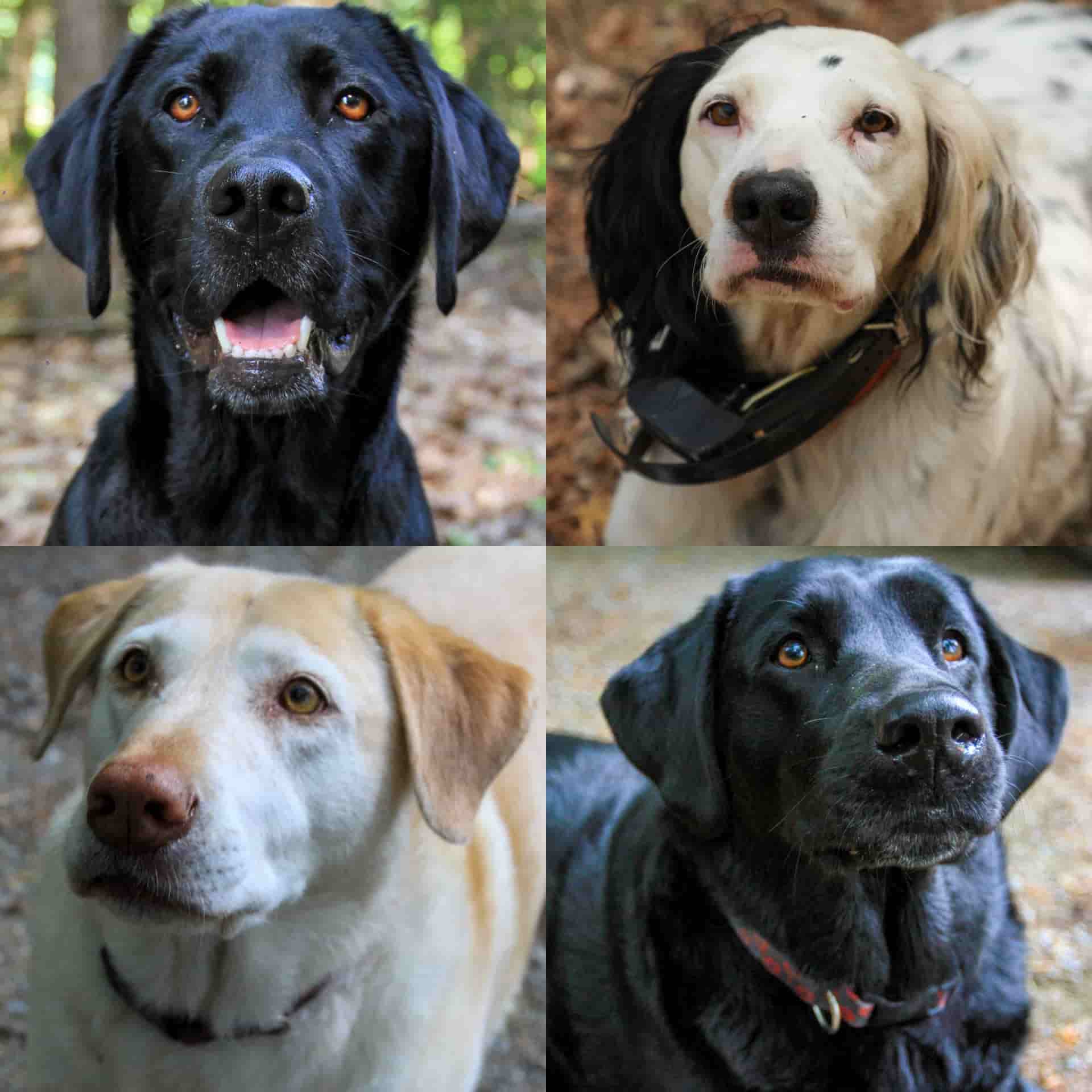 Image of Jared Baker's dogs