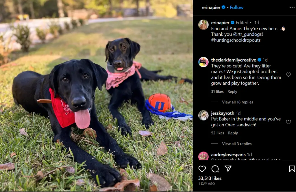 Image of Erin Napier's dogs 