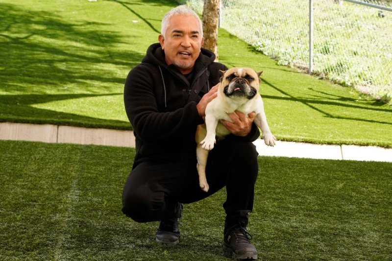Cesar Millan Released a new masterclass segment focusing on owner energy over mechanical training.